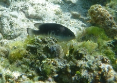 Chrysiptera glauca