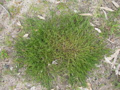 Thesium frisea frisea