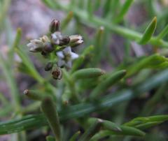 Thesium frisea frisea