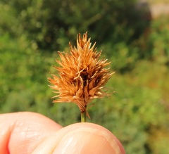 Carex microptera