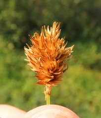 Carex microptera