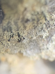 Chaenotheca ferruginea