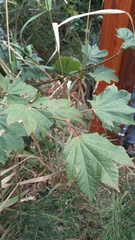 Acer circinatum