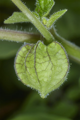 Physalis pubescens