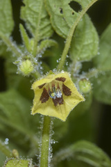 Physalis pubescens