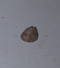 Steromphala adansonii