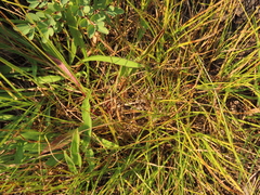 Carex microptera