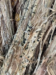 Cresponea chloroconia