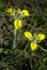 Moraea macronyx