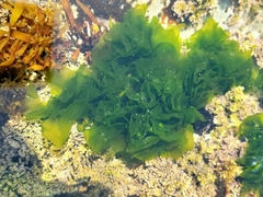 Ulva californica