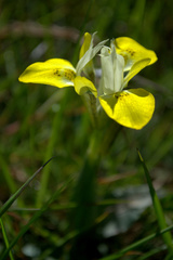 Moraea macronyx