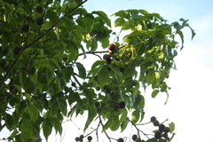 Flacourtia indica