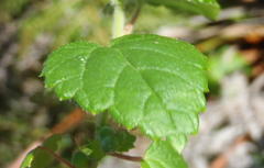 Acalypha capensis