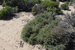 Manochlamys albicans