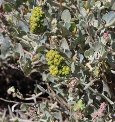 Manochlamys albicans