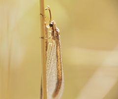 Macronemurus
