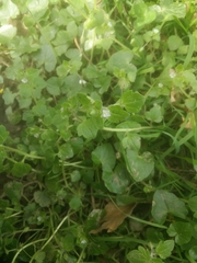 Veronica hederifolia-sublobata-triloba