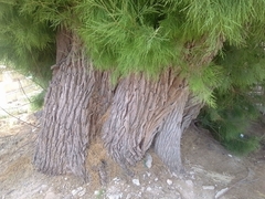 Tamarix