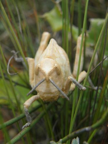 Pamphagidae