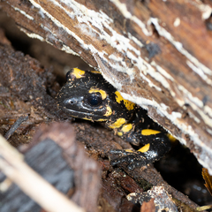 Salamandra salamandra