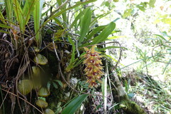Bulbophyllum occlusum image