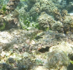 Halichoeres margaritaceus