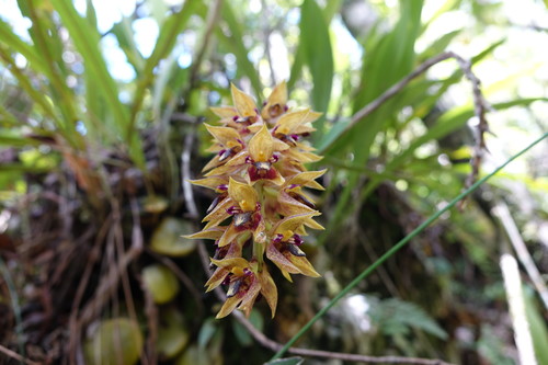 Bulbophyllum image