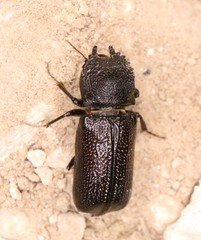 Apatides fortis