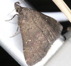 Hypenula cacuminalis