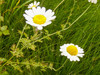 Austrian Chamomile - Photo (c) hampshirehog, some rights reserved (CC BY-NC), uploaded by hampshirehog