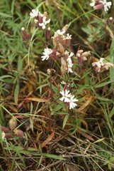 Silene stenophylla