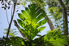 Artocarpus altilis