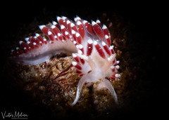 Coryphellina cerverai