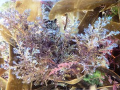 Ericaria selaginoides