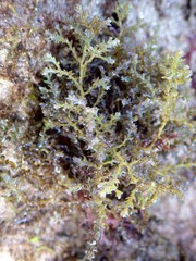 Ericaria selaginoides