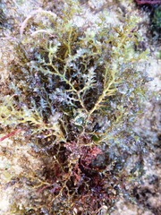 Ericaria selaginoides
