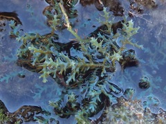 Ericaria selaginoides
