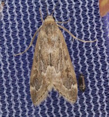 Loxostege allectalis