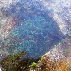Ericaria selaginoides