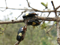 Pedinorrhina trivittata