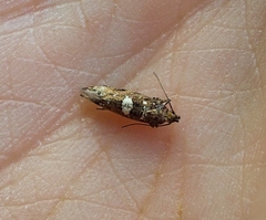 Acrolepiopsis assectella