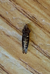 Acrolepiopsis assectella