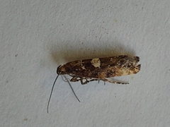 Acrolepiopsis assectella