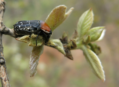 Clinteroides permutans