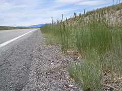 Elymus lanceolatus