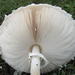 White Parasol - Photo (c) lizziepop, some rights reserved (CC BY-NC)