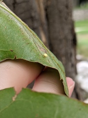 Zopheroteras hubbardi