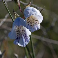 Gladiolus caeruleus