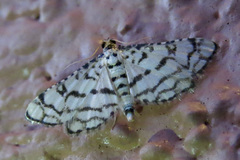 Hileithia aplicalis