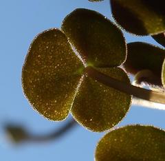 Oxalis convexula